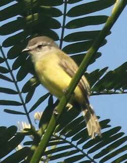 乌头小霸鹟 / Sooty-headed Tyrannulet / Phyllomyias griseiceps