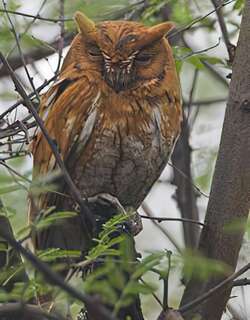 北领角鸮 / Japanese Scops Owl / Otus semitorques