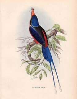 粉胸仙翡翠 / Red-breasted Paradise Kingfisher / Tanysiptera nympha