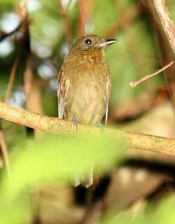 北希夫霸鹟 / Northern Schiffornis / Schiffornis veraepacis