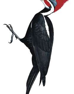 南美黑啄木鸟 / Black-bodied Woodpecker / Dryocopus schulzii