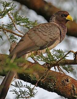 东非灰蕉鹃 / Eastern Plantain-eater / Crinifer zonurus