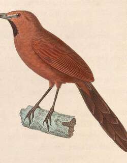 赤黄针尾雀 / Ruddy Spinetail / Synallaxis rutilans