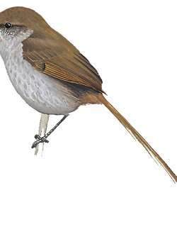 阿亚库乔棘尾雀 / Ayacucho Thistletail / Asthenes ayacuchensis
