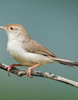 棕额山鹪莺 / Rufous-fronted Prinia / Prinia buchanani