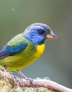 苔背唐纳雀 / Moss-backed Tanager / Bangsia edwardsi