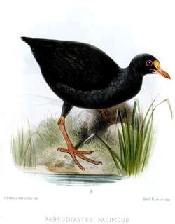 萨摩亚水鸡 / Samoan Woodhen / Gallinula pacifica
