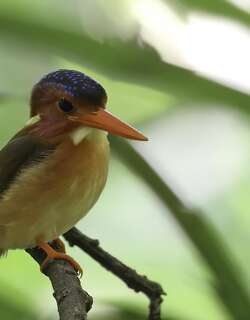 小三趾翠鸟 / Sulawesi Dwarf Kingfisher / Ceyx fallax