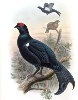高加索黑琴鸡 / Caucasian Grouse / Lyrurus mlokosiewiczi