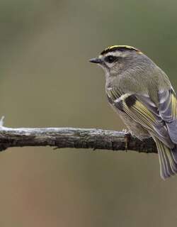 金冠戴菊 / Golden-crowned Kinglet / Regulus satrapa