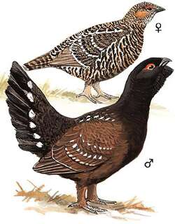 黑嘴松鸡 / Black-billed Capercaillie / Tetrao urogalloides