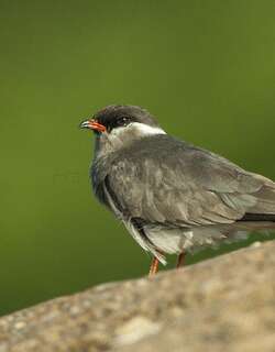 乌燕鸻 / Rock Pratincole / Glareola nuchalis