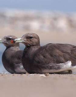 白领鸥 / Sooty Gull / Ichthyaetus hemprichii