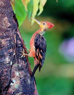 橙背啄木鸟 / Orange-backed Woodpecker / Reinwardtipicus validus
