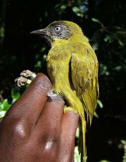 纹脸绿鹎 / Stripe-faced Greenbul / Arizelocichla striifacies