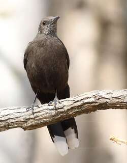 暗色䳭 / Boulder Chat / Pinarornis plumosus
