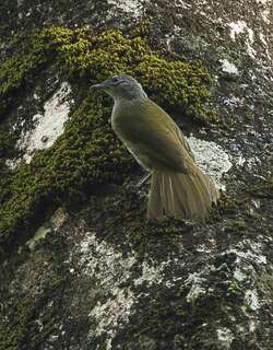 卡卡梅加绿鹎 / Kakamega Greenbul / Arizelocichla kakamegae