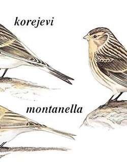 黄嘴朱顶雀 / Twite / Linaria flavirostris