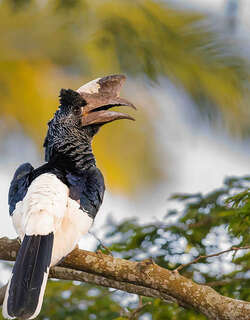 笛声噪犀鸟 / Piping Hornbill / Bycanistes fistulator