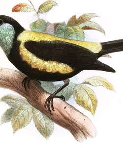 绿喉唐加拉雀 / Straw-backed Tanager / Stilpnia argyrofenges