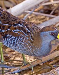 黑脸田鸡 / Sora / Porzana carolina