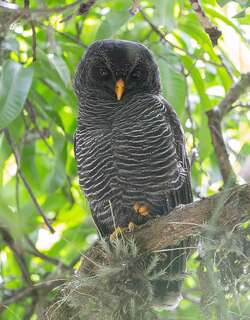 黑斑林鸮 / Black-banded Owl / Strix huhula