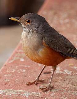 棕腹鸫 / Rufous-bellied Thrush / Turdus rufiventris