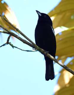 白肩黑唐纳雀 / White-shouldered Tanager / Loriotus luctuosus