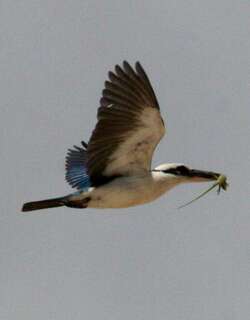 马里亚纳翡翠 / Mariana Kingfisher / Todiramphus albicilla