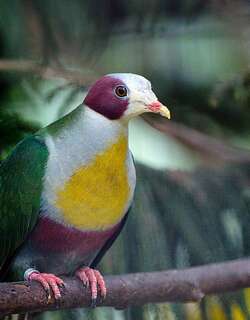 栗耳果鸠 / Yellow-breasted Fruit Dove / Ptilinopus occipitalis
