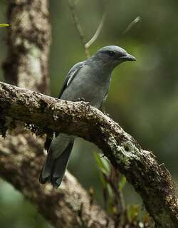 爪哇鹃鵙 / Javan Cuckooshrike / Coracina javensis