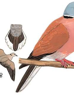 火斑鸠 / Red Collared Dove / Streptopelia tranquebarica
