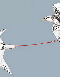 红尾鹲 / Red-tailed Tropicbird / Phaethon rubricauda