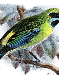 蓝髭唐加拉雀 / Blue-whiskered Tanager / Tangara johannae