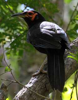 红脸裸吸蜜鸟 / Crow Honeyeater / Gymnomyza aubryana