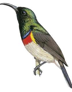 西非花蜜鸟 / Western Miombo Sunbird / Cinnyris gertrudis