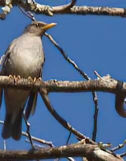 梯氏鸫 / Tickell’s Thrush / Turdus unicolor