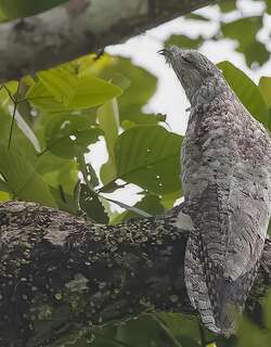 大林鸱 / Great Potoo / Nyctibius grandis