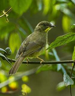 黄须绿鹎 / Yellow-whiskered Greenbul / Eurillas latirostris