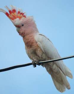 彩冠凤头鹦鹉 / Major Mitchell’s Cockatoo / Lophochroa leadbeateri