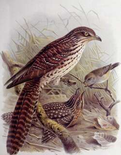 长尾噪鹃 / Pacific Long-tailed Cuckoo / Urodynamis taitensis