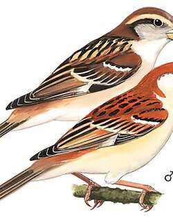 山麻雀 / Russet Sparrow / Passer cinnamomeus