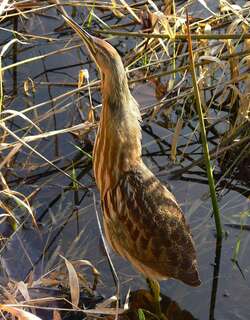 美洲麻鳽 / American Bittern / Botaurus lentiginosus