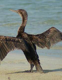 黑喉鸬鹚 / Socotra Cormorant / Phalacrocorax nigrogularis