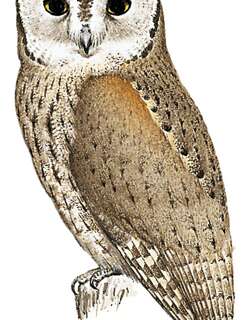 阿拉伯角鸮 / Arabian Scops Owl / Otus pamelae