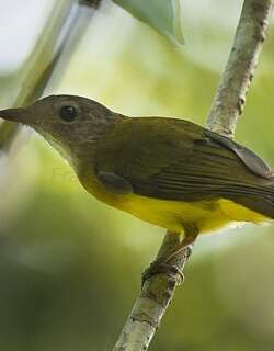 黄鹎 / Yellowish Bulbul / Hypsipetes everetti
