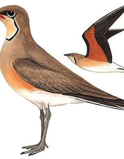 普通燕鸻 / Oriental Pratincole / Glareola maldivarum