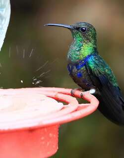 叉尾妍蜂鸟 / Fork-tailed Woodnymph / Thalurania furcata