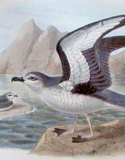 查岛圆尾鹱 / Chatham Petrel / Pterodroma axillaris