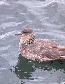 智利贼鸥 / Chilean Skua / Stercorarius chilensis